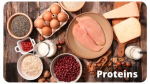 proteins from animal and plant based sources: